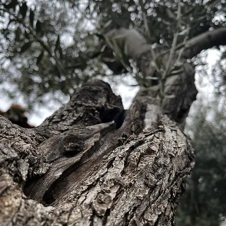 Etna Maison *